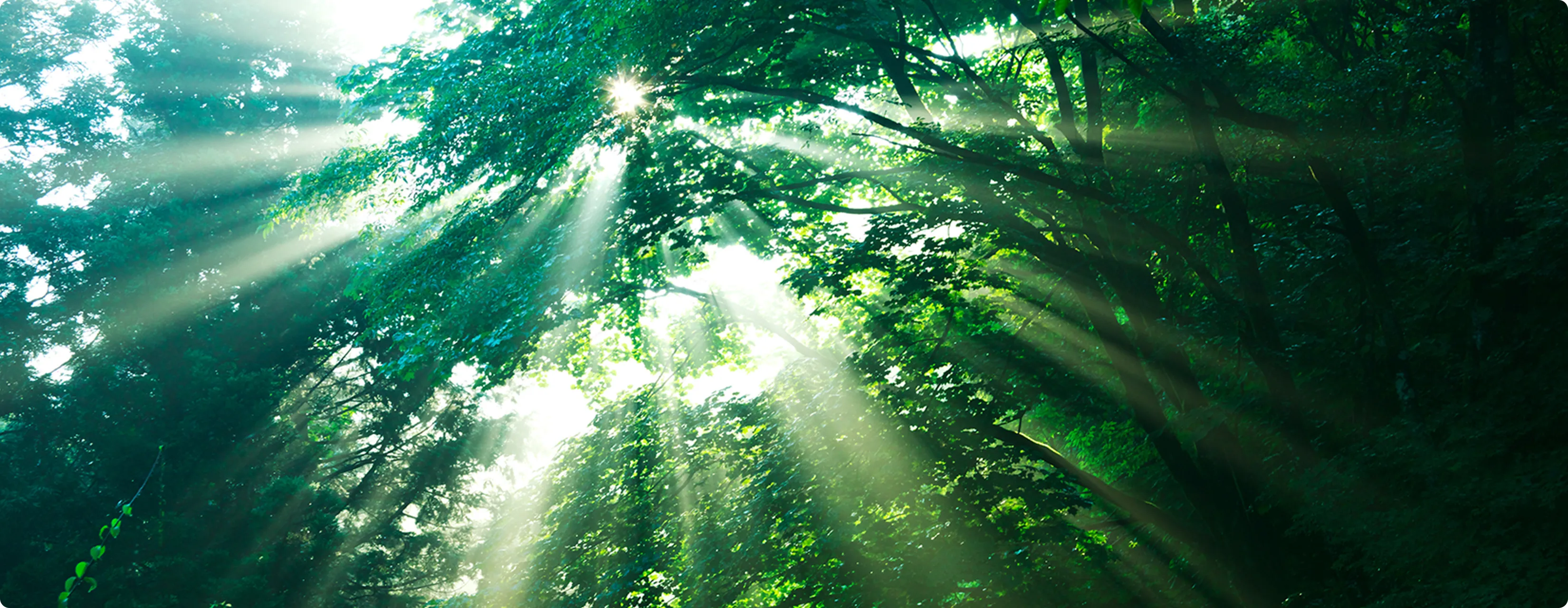 森林所有者様へのメインビジュアル