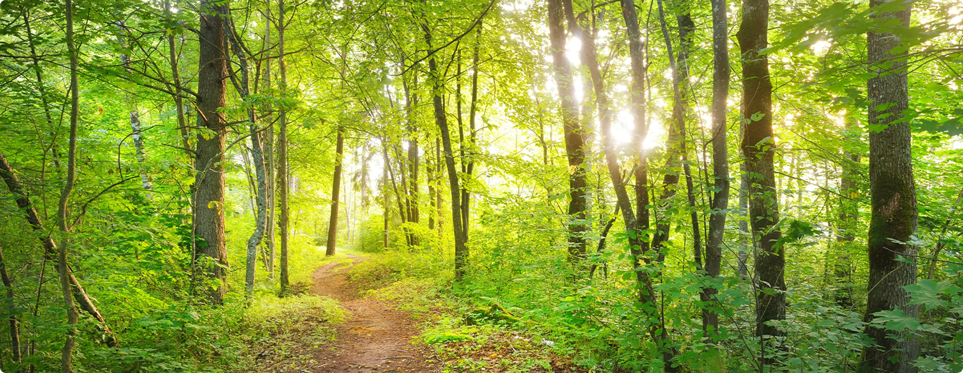 CWB森林クレジットのメインビジュアル